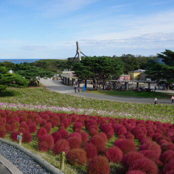 旅情報　その487.国営ひたち海浜公園（4）