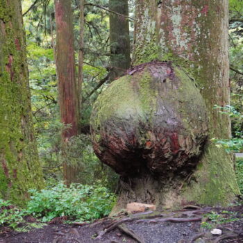 旅情報　その842．二度目の花園神社参拝（2）