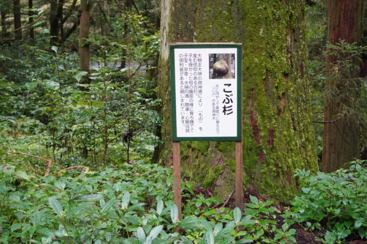 DSC03243