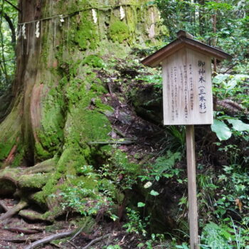 旅情報　その843．二度目の花園神社参拝（3）