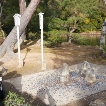 旅情報　その891.　金閣寺（4）