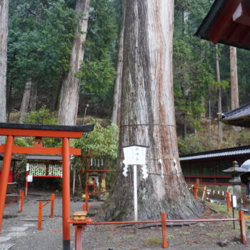 旅情報　その910.　二荒山神社（2）