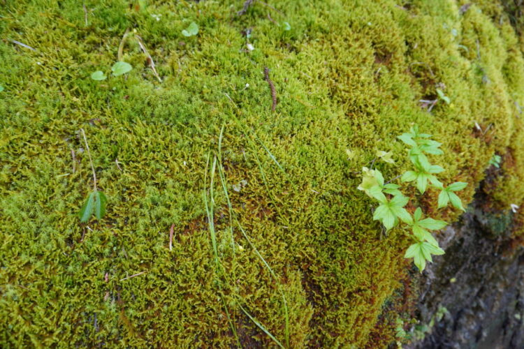 DSC04316